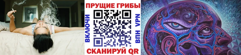 сколько стоит  Нальчик  Псилоцибиновые грибы Psilocybe 